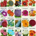 seeds